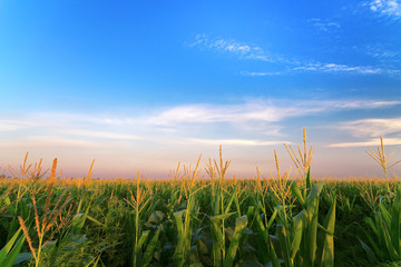 a corn field just after sunset / bright summer photo field of Ukraine