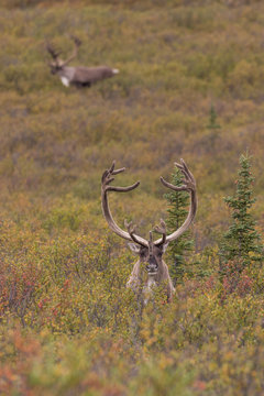 Barren Ground Caribou Bull in Velvet