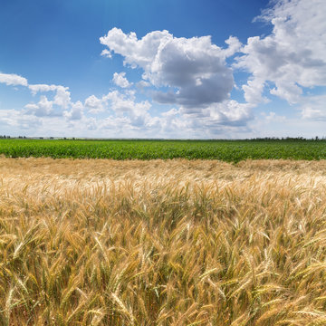 wheat field / wheat field on the background cornfield Ukraine