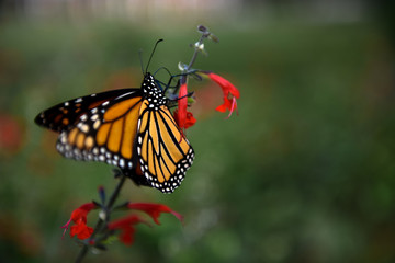 Monarch Butterfly 