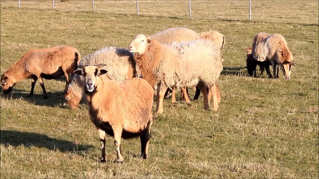 Cameroon sheep grazing on meadow

