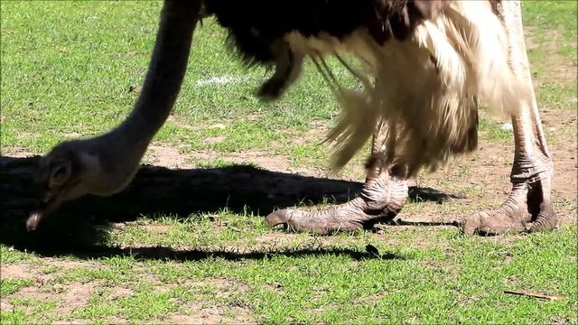 closeup ostrich head legs and feet
