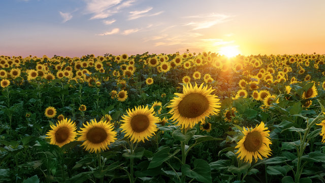 sunflower field / bright summer photo field of Ukraine © ml1413