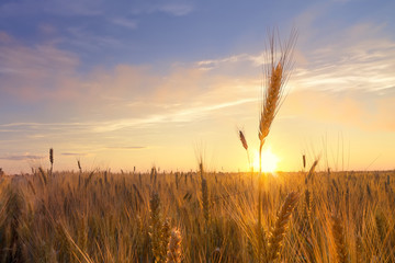 sunset wheat field / bright colorful sunset Ukraine far from the city © ml1413