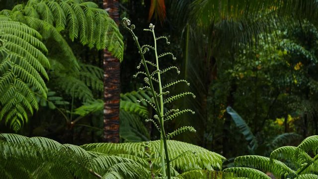 A close up, low depth of field shot of fern fronds from Siaton tropical forests. This one has minimal motion, a lot of dark negative space, and meant to be used as a background. 
