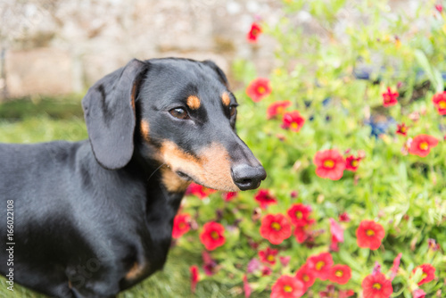 Portrait Of Black And Tan Smooth Haired Miniature Dachshund With