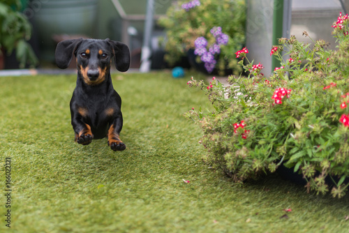 Portrait Of Black And Tan Smooth Haired Miniature Dachshund With