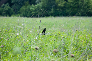 black bird eating on branch