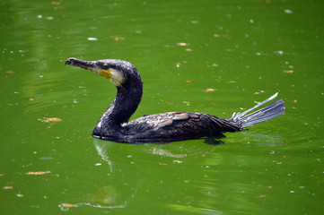 Kormoran