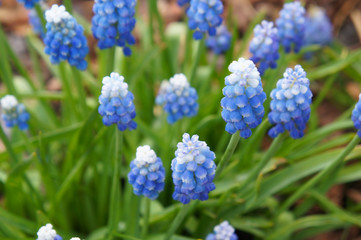 Many blue and white muscari flowers plant with green 