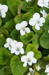 Obraz premium Viola canadensis or canadian white violet or canada violet or tall white violet flowers with green 