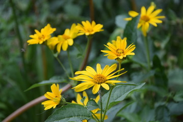 Природа (Цветы)