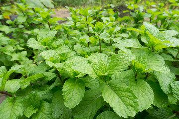 mint plant grow at vegetable garden