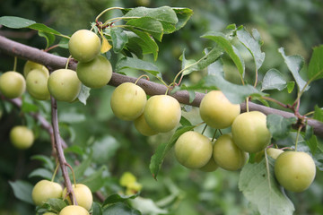 Prugne gialle su ramo