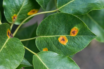Close up of pear leaves with pear rust infestation