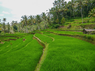 rizieres Bali
