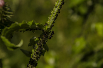 owady na roślinach  © wedrownik52