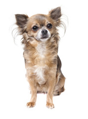 Chihuahua sitzt freigestellt