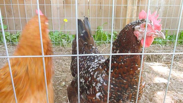 Two chickens in chicken coop get quite talkative.