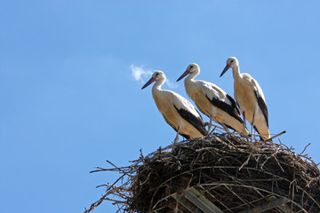 Three storks in the nest
