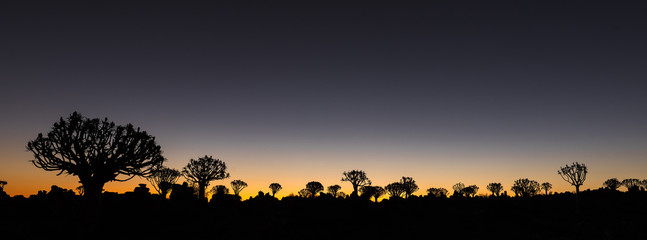 Silhouettes at sunset of quiver trees and rocks at Garas