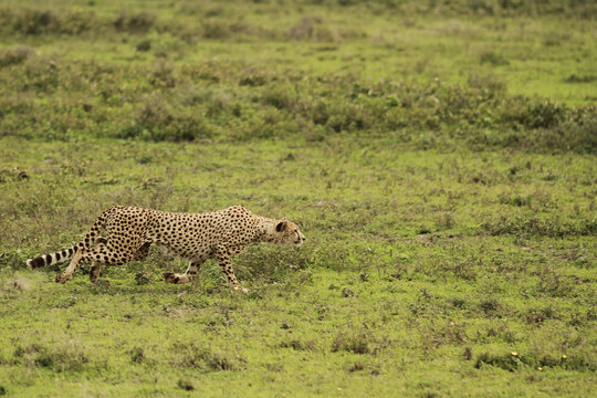 Cheetah in Serengeti