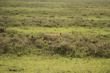 Obraz na płótnie Canvas Cheetah in Serengeti