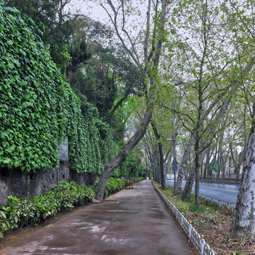 Pedestrian walkway between raw of trees and climber plants at Dolmabahce Street, Besiktas, istanbul, Turkey