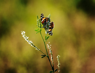 Painted Lady of North Dakota