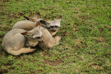 Bat-eared Fox in Serengeti