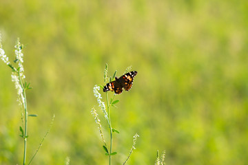 Painted Lady of North Dakota