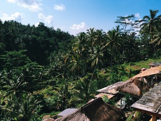 Rice paddies