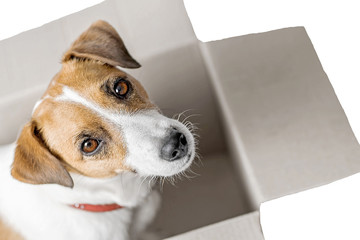Dog Jack Russell Terrier sitting in gray Cardboard parcel box looking in camera On white isolated background