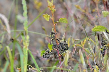 Chenilles processionnaires