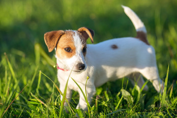 Puppy Jack Russle Terrier in the grass - 166026715