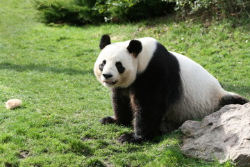 Fototapeta na wymiar Panda