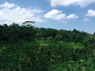 Obraz premium Rice paddies