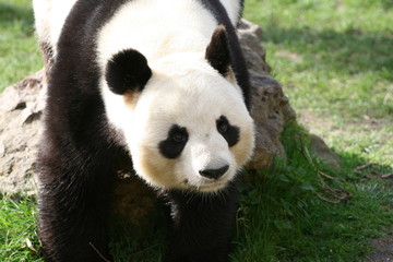 Obraz premium Panda