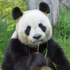 Tuinposter Panda Reuzenpanda zittend op het gras bamboe eten