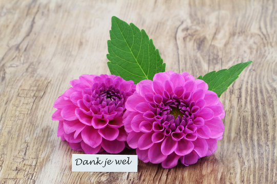 Dank je wel (thank you in Dutch) with two pink dahlia flowers
