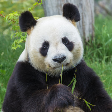 Fototapeta      Giant panda sitting on the grass eating bamboo 