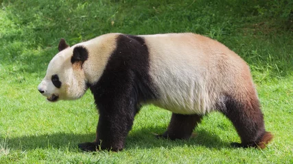 Crédence de cuisine en verre imprimé Panda      Giant panda walking on the grass, profile