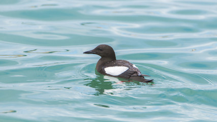     thin-billed murre, Uria aalge, seabird swimming 