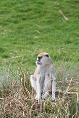 Monkey