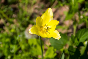 Yellow tulips on flowerbed in garden