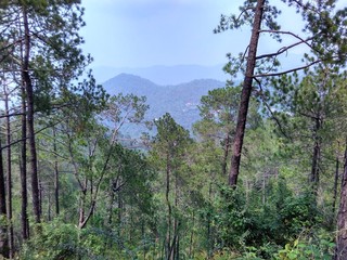 Fototapeta premium Kasauli Nature