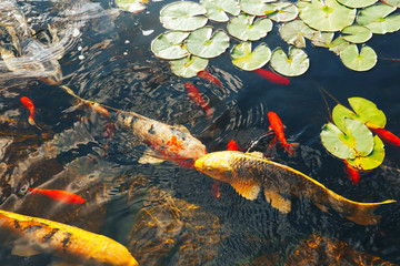 Colorful decorative fish float in an artificial pond, view from above