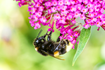 Bumblebee collecting nectar at a budleja blossom