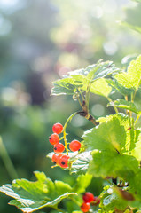 красная смородина