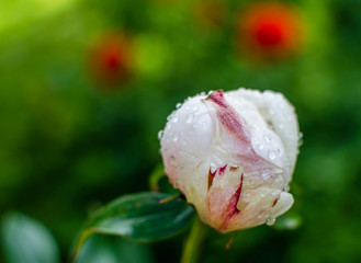 розовый бутон пиона